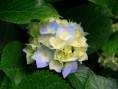 /album/fotogalerie-referenzen/hydrangeas-jpg/