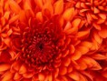 /album/fotogalerie-referenzen/chrysanthemum-jpg/