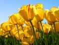 /album/fotogalerie-referenzen/tulips-jpg/